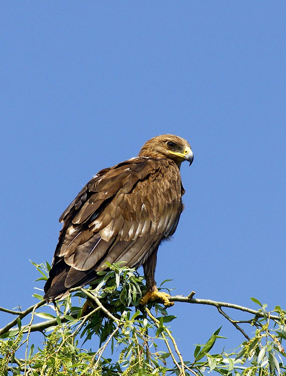 Acvilă țipătoare mică