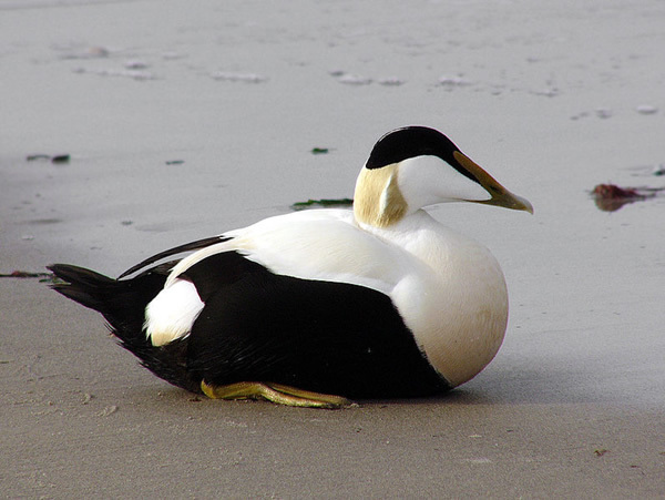 Eider